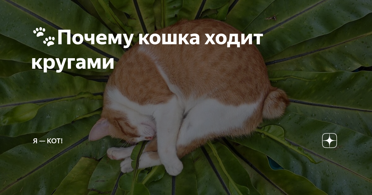 Эти странные танцы... 11 причин, почему кошка ходит кругами перед сном