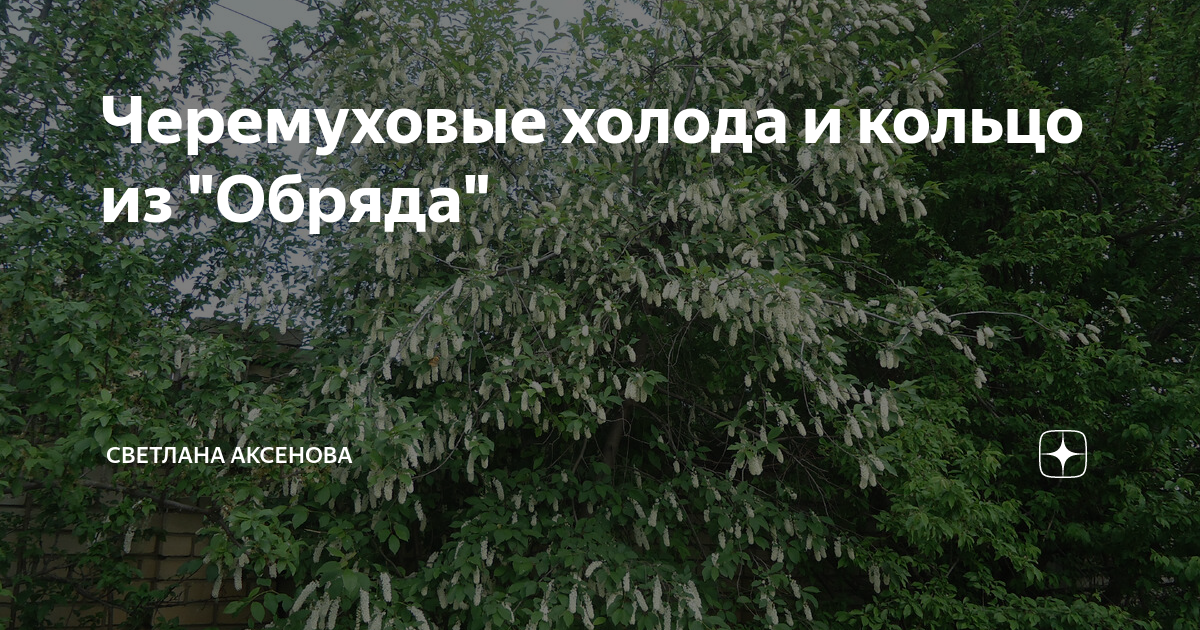 Черемуховые холода и кольцо из "Обряда" | Светлана Аксенова | Дзен