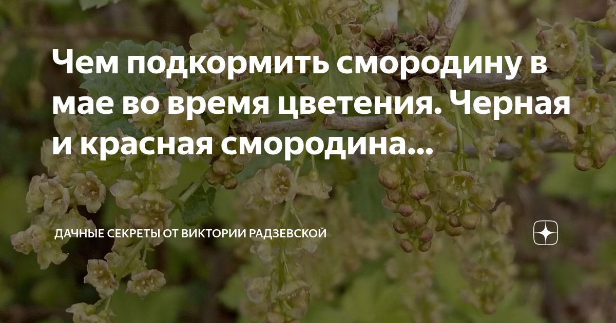 Цветущая йошта. Смородина цветет песня. Смородина замерзли завязи фото. Цветущая смородина. Цветы смородины.