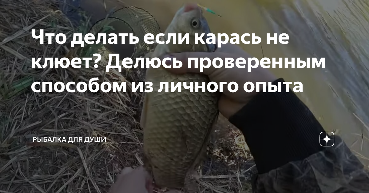 Что делать если карась не клюет? Делюсь проверенным способом из личного ...