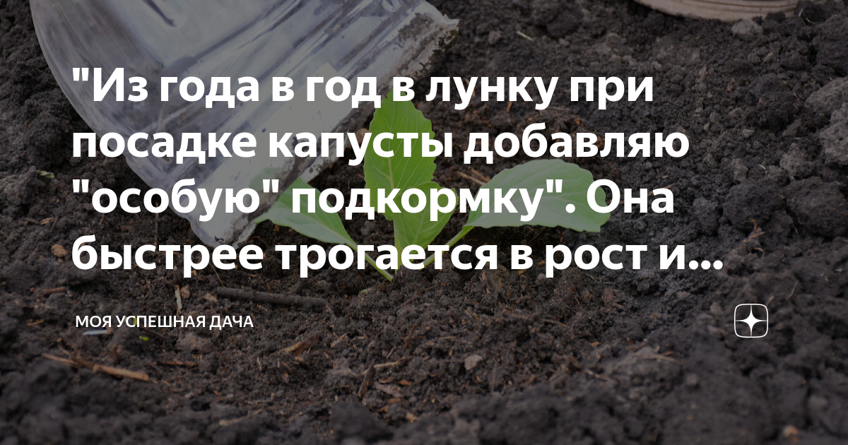 В лунку для посадки капусты. Что класть в лунку при посадке капусты. Chto dobavit v lunku pri posadke Perza. Капуста сажать семена в лунку открытый грунт.