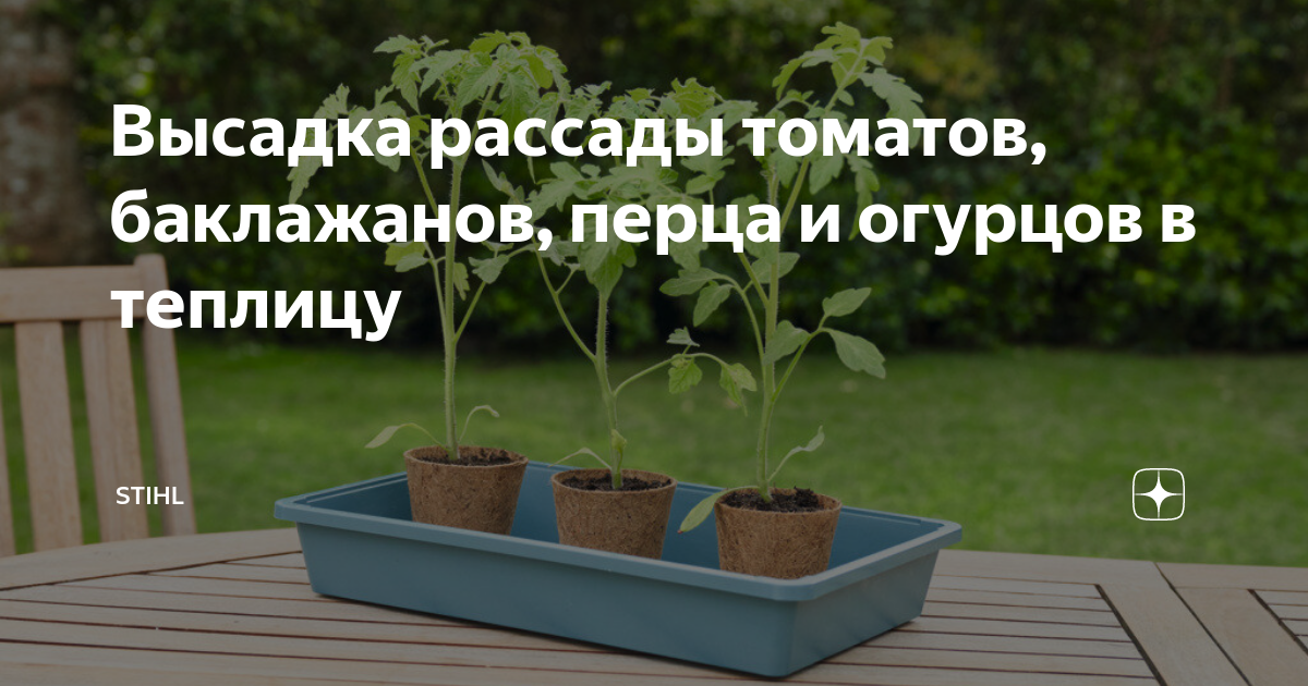 Цветы на рассаду в мае. Высадка рассады овощных культур в открытый грунт. Грядки овощные с рассадой. Реклама рассады помидор и перцев.