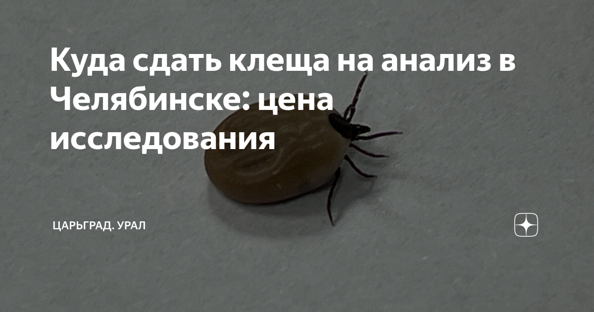 Укус клеща сдать анализы. Исследование клеща на энцефалит. Период клещей.