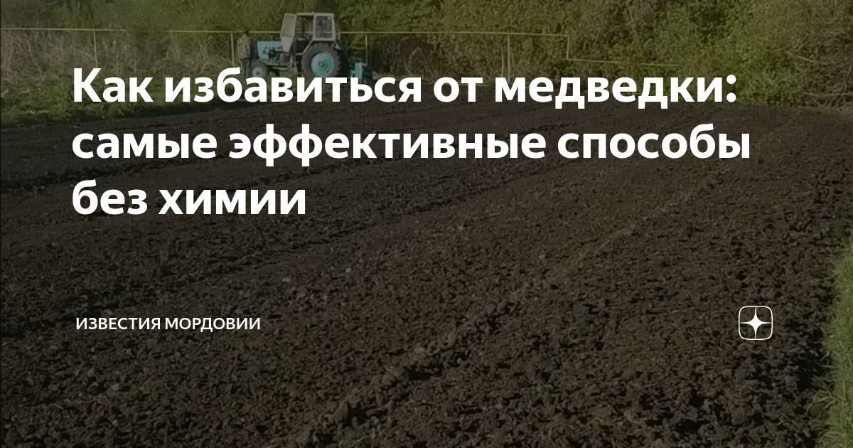 Как избавиться от медведки: самые эффективные способы без химии ...