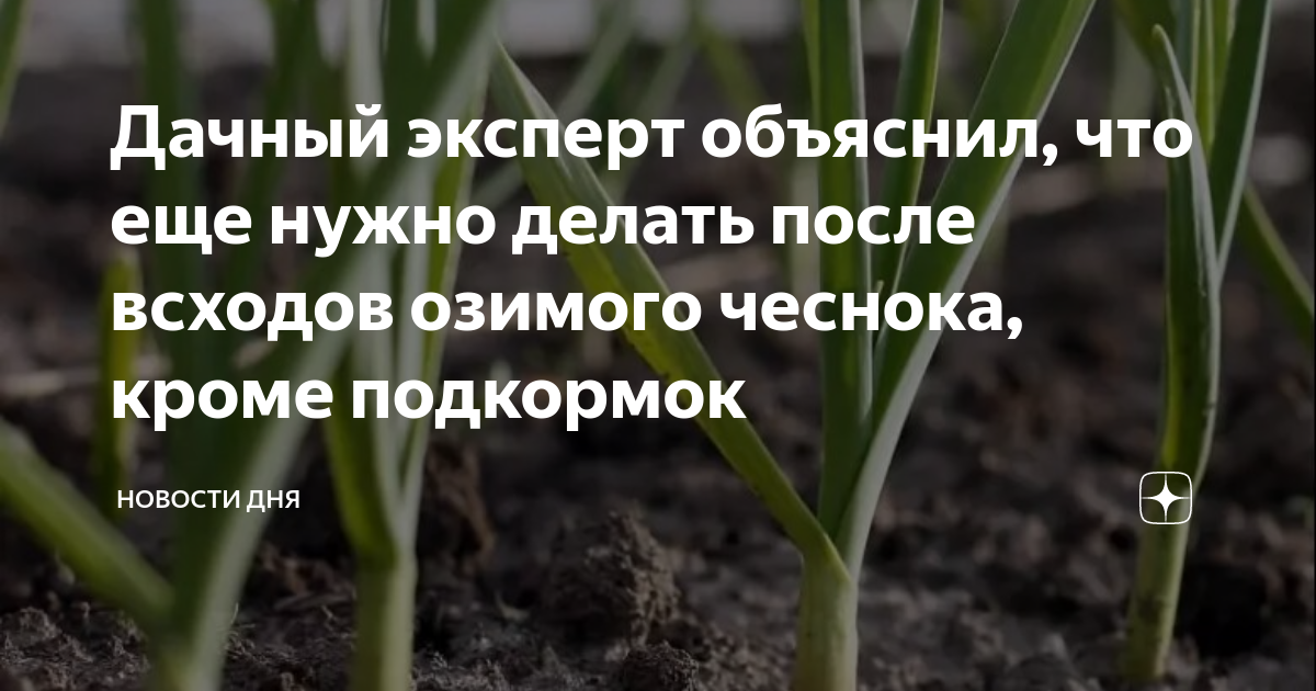 Какое удобрение для озимого чеснока