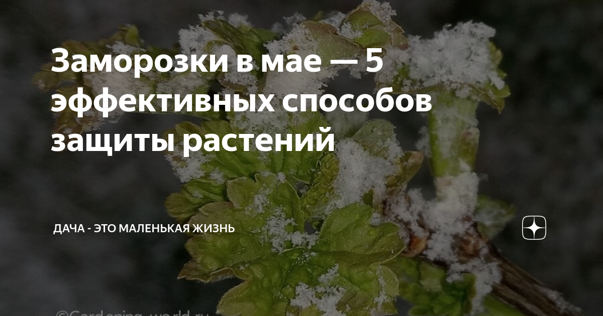 Как защитить растения от заморозков: проверенные способы уберечь урожай