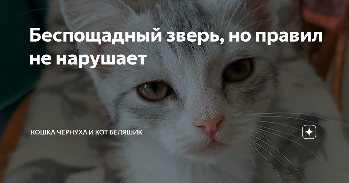 дзен коты беляшик и чернуха