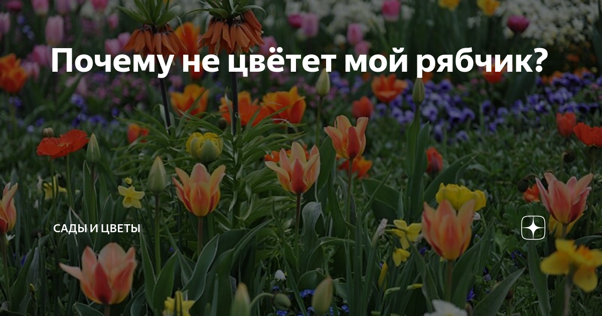 Почему не цвётет мой рябчик? | Сады и цветы | Дзен