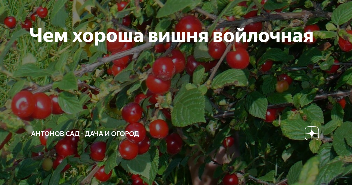 Чем хороша вишня войлочная | Антонов сад - дача и огород | Дзен