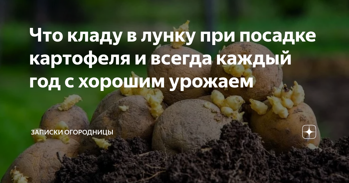 Что положить в лунку при посадке картофеля. Удобрение для картофеля при посадке в лунку. Приспособление садить картошку в лунку. Удобрения для картофеля при посадке в лунку весной. Азофоска для картофеля при посадке в лунку весной.