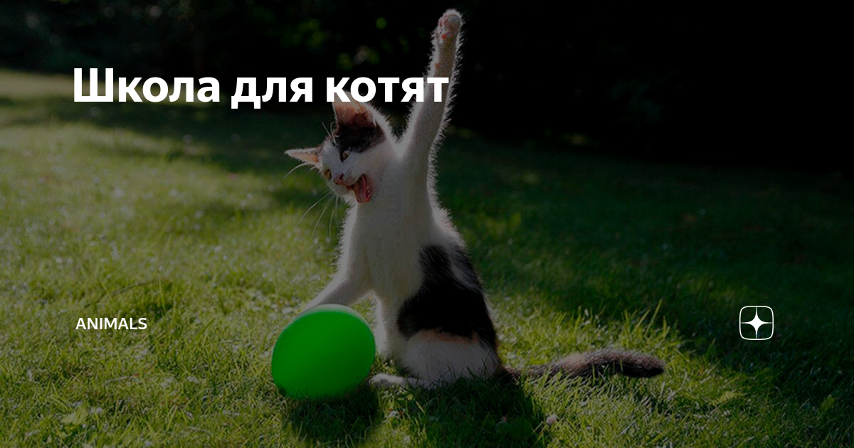 Школа для котят | Animals | Дзен