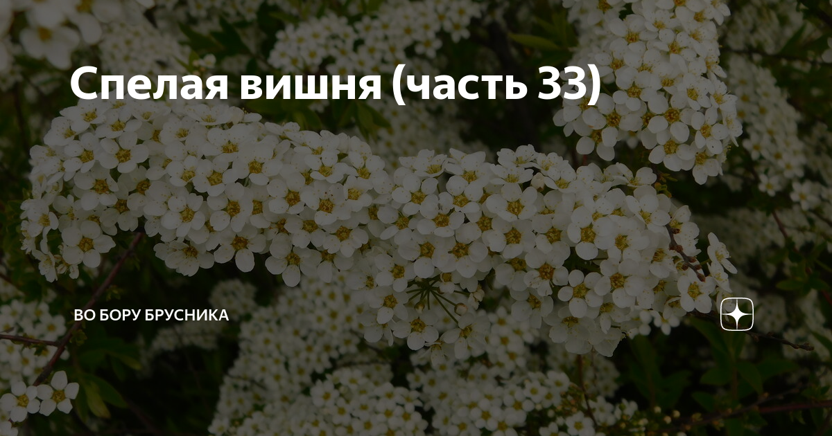 Брусника во бору дзен осколки души 3. Любовь с запахом полыни во Бору брусника дзен.