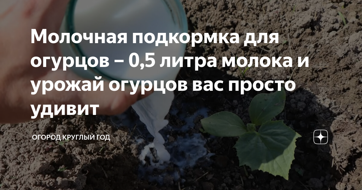 удобрение из молока. фрирен поливают молоком. рассада томатов полить молоком. удобрение для рассады томатов. полив огурцов йодом.