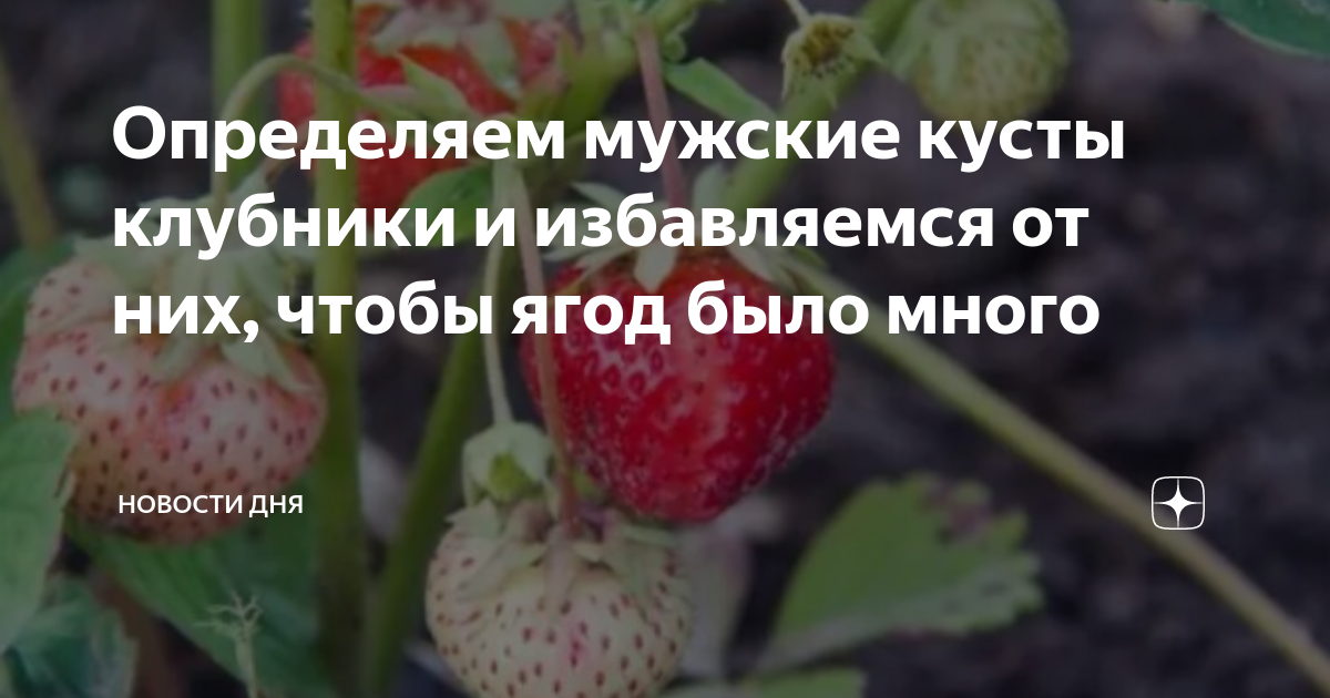 Мужское поло Ягоды (Ягоды) за 2599 ₽ на заказ с принтом надписью купить в Print 