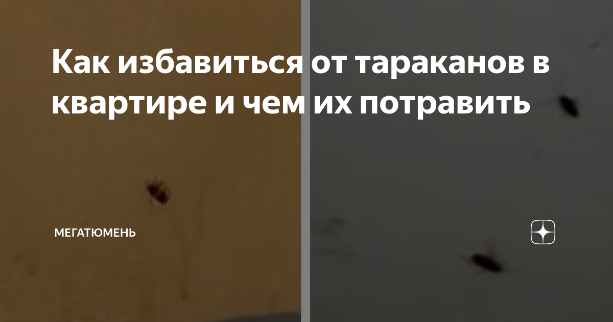 Как избавиться от тараканов в квартире и чем их потравить | МегаТюмень ...