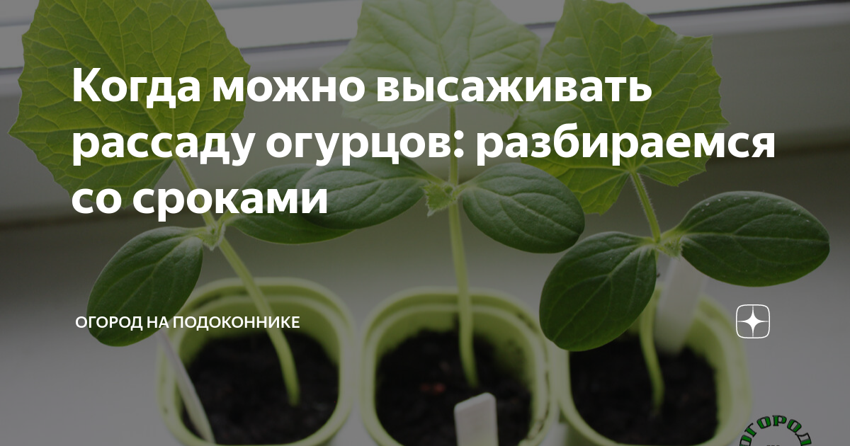 Когда можно сажать огурцы в марте. В каком возрасте высаживать рассаду огурцов. Рассада огурцов 16 дней. Когда сажать огурцы на рассаду. Рассада огурцов замерзла.