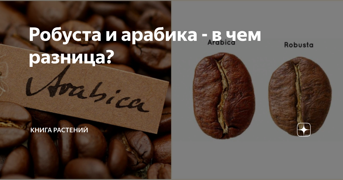 Робуста и арабика - в чем разница? | Книга растений | Дзен