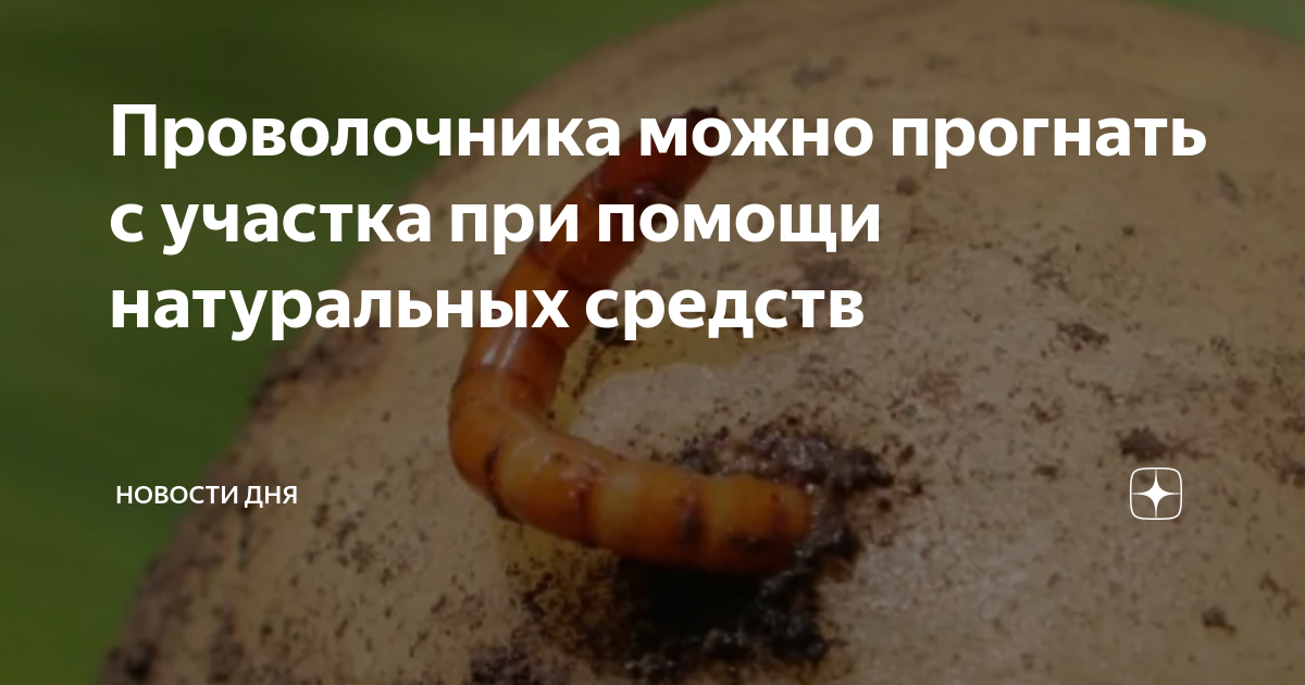 Проволочника можно прогнать с участка при помощи натуральных средств ...