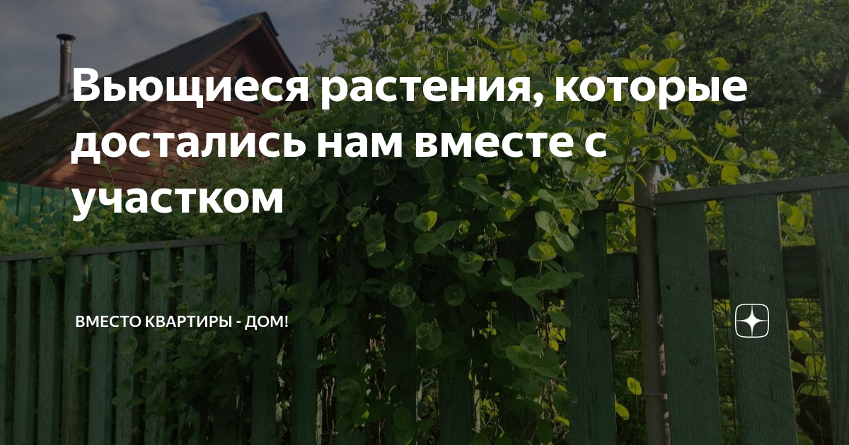 Вьющиеся растения, которые достались нам вместе с участком | Вместо ...