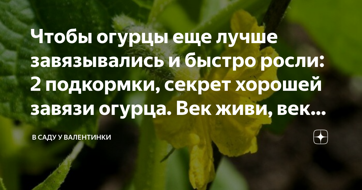 Пожелтели завязи огурчиков. Прутья для огурцов. Готовая подкормка для огурцов в теплице. Огурцы. Чем полить огурцы чтобы было больше завязи.