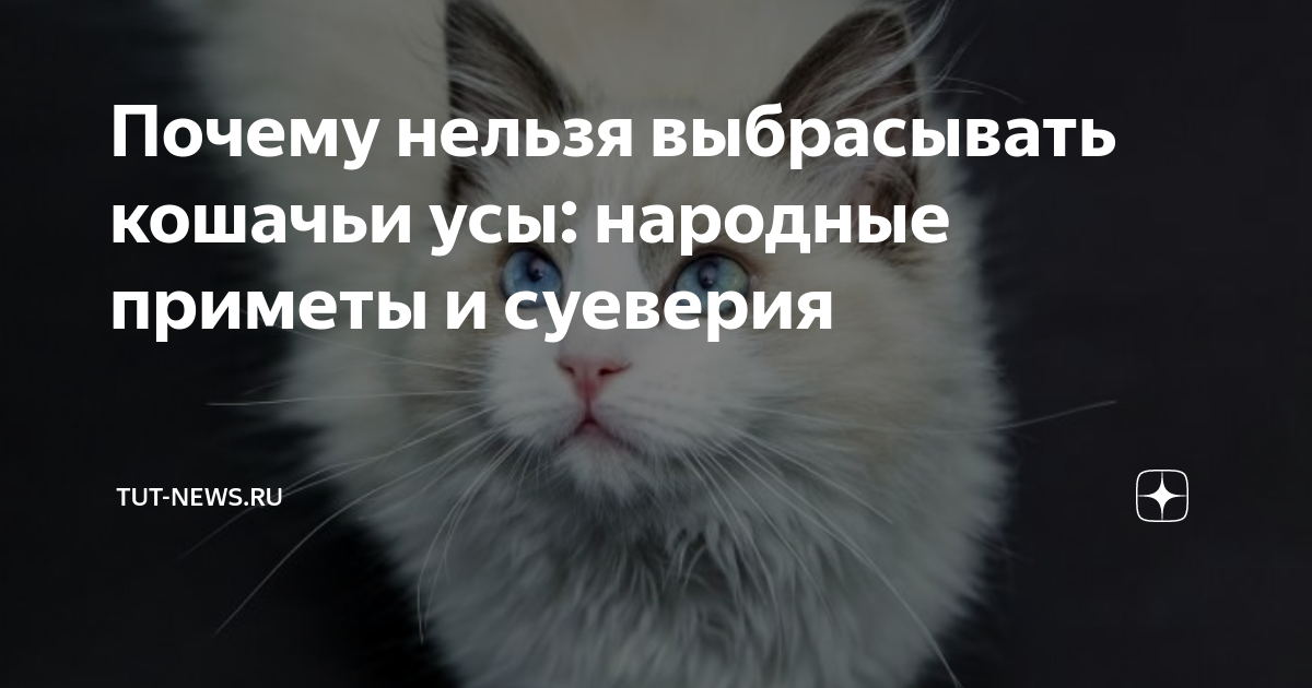 Найти кошачий ус примета. Усы кошки приметы. Найти кошачий ус. К чему найти кошачий ус в доме приметы