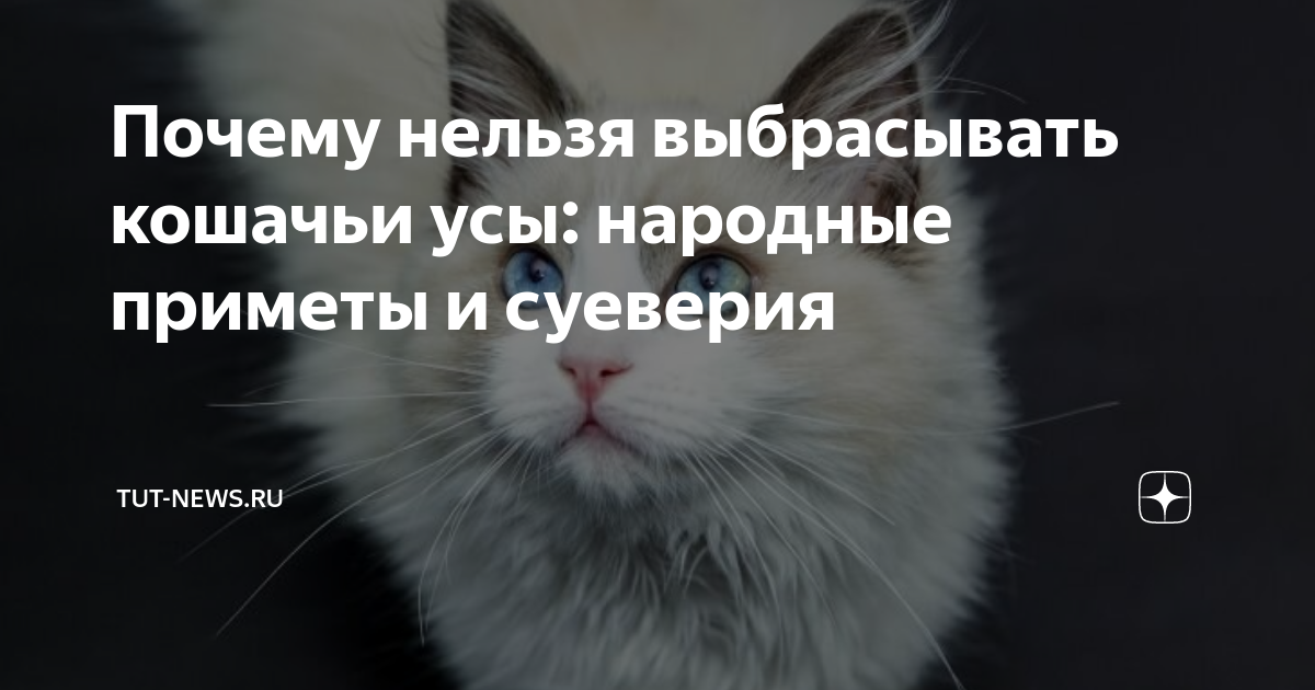 К чему снится выкинуть кошку