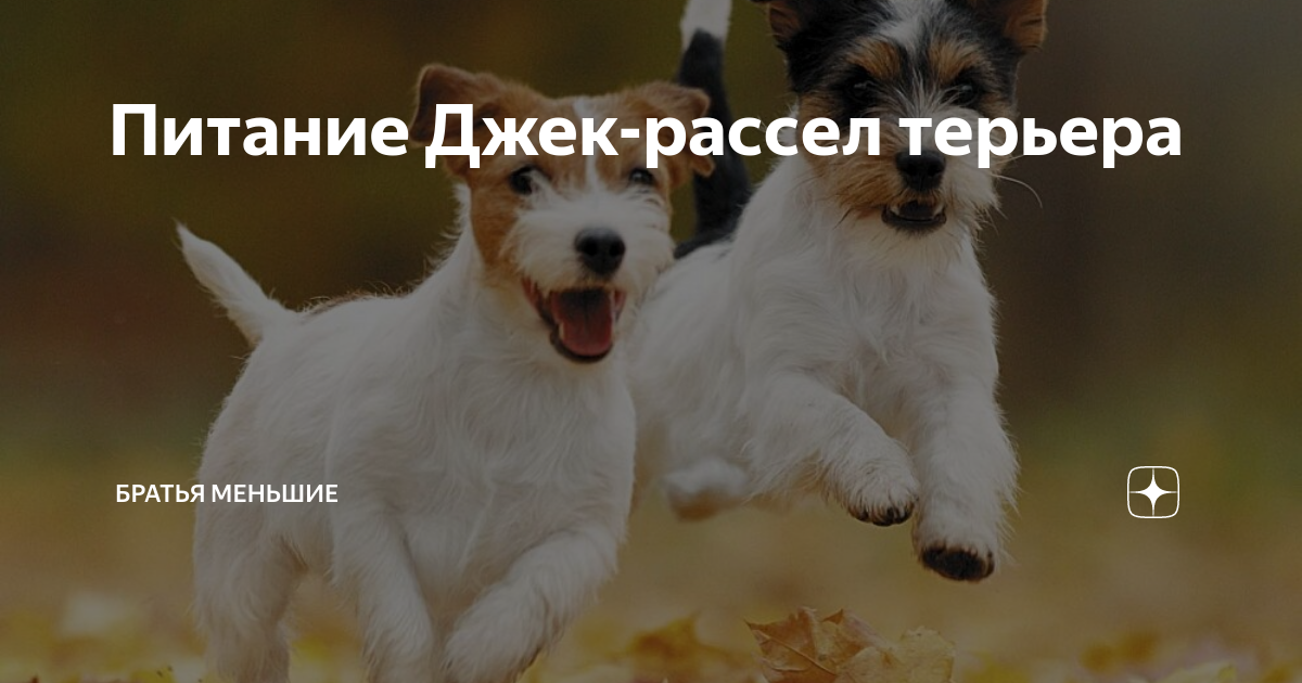Джек рассел терьер кушает. Кормление джек рассел терьеров щенков. Рацион питания джека рассела. Рацион питания джека рассела. Рацион питания джека рассела.