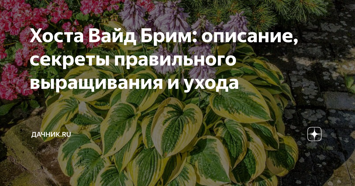 Хоста Вайд Брим: описание, секреты правильного выращивания и ухода ...