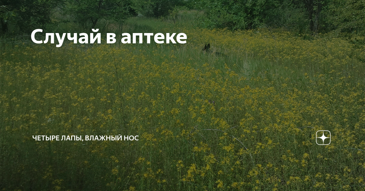 Канал четыре лапы влажный нос. Четыре лапы мокрый нос и очень умный взгляд. Канал четыре лапы влажный нос. Четыре лапы влажный нос. Четыре лапы влажный нос.