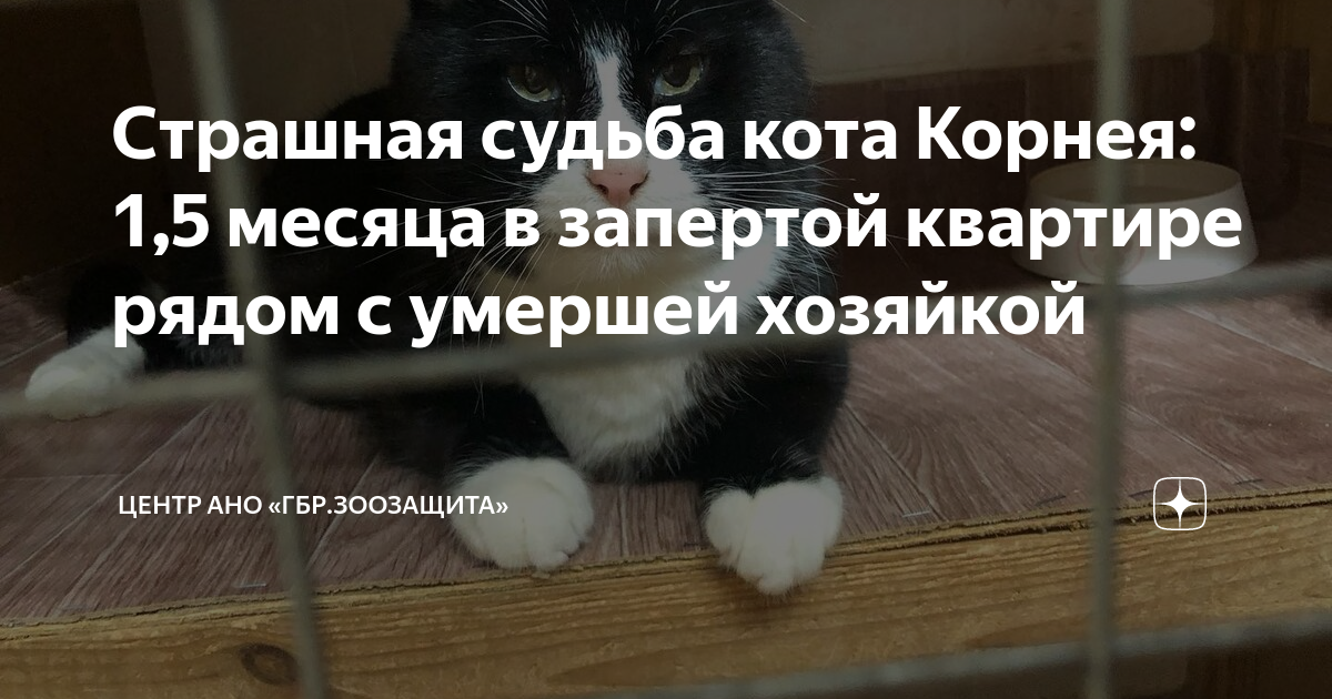 Реклама мы за успех вашего бизнеса с котом саратов. Алабрыс кот казанский. Судьба кота. Судьба кота. Кот убеждает кота.