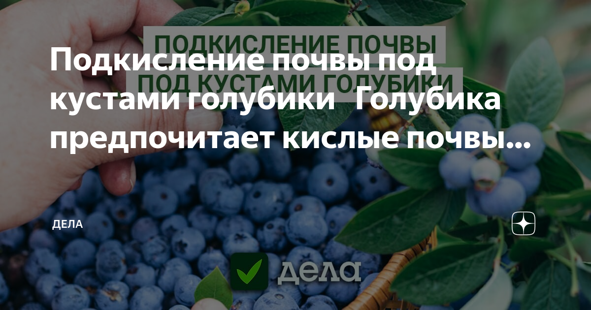 Подкисление голубики. Голубика любит кислую почву. голубика подкислить воду. куст голубики эстетика.