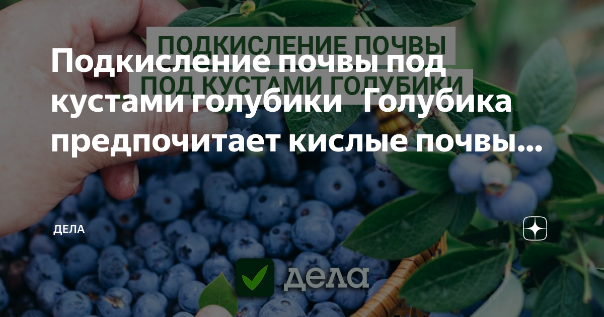 Подкисление голубики уксусом. Голубика любит кислую почву. Голубика подкислить воду. Куст голубики Эстетика.