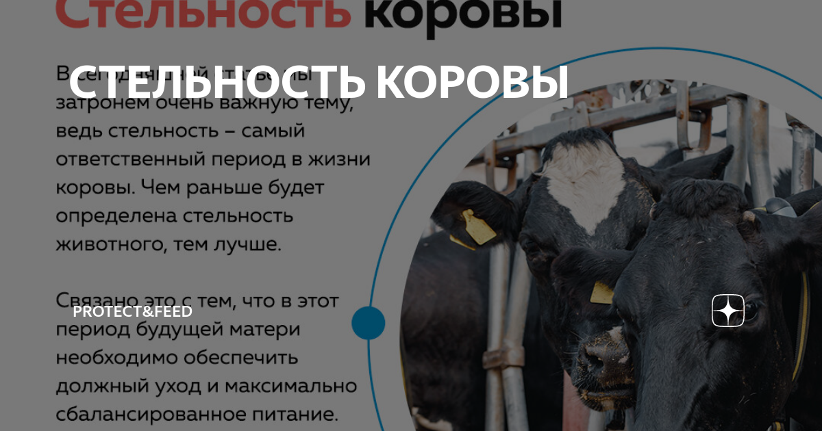 Как определить стельность коровы. Стельная корова. Периоды у коров. Искусственное осеменение коров плакат. Стельность животных по месяцам.