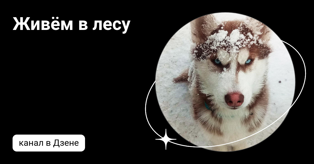 живем в лесу