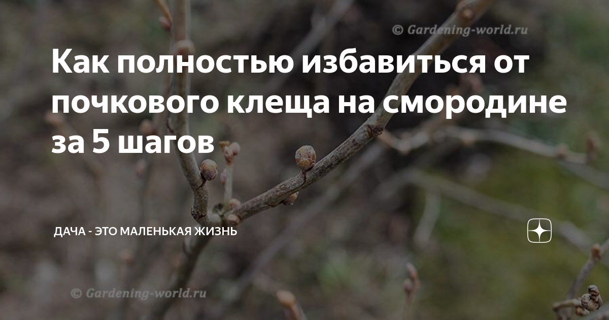 Как полностью избавиться от почкового клеща на смородине за 5 шагов ...