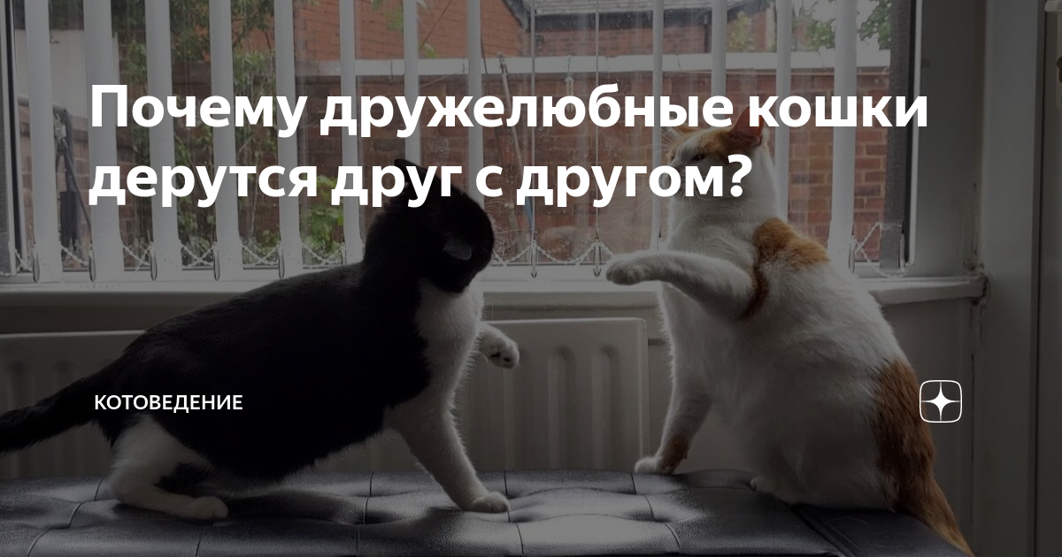 Как кошки играют друг с другом