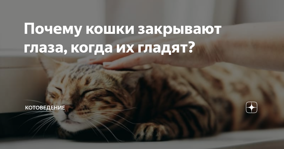 что будет если долго смотреть коту в глаза