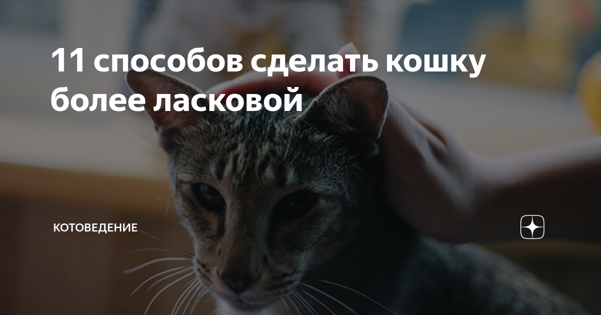 Гладить кота нужно правильно