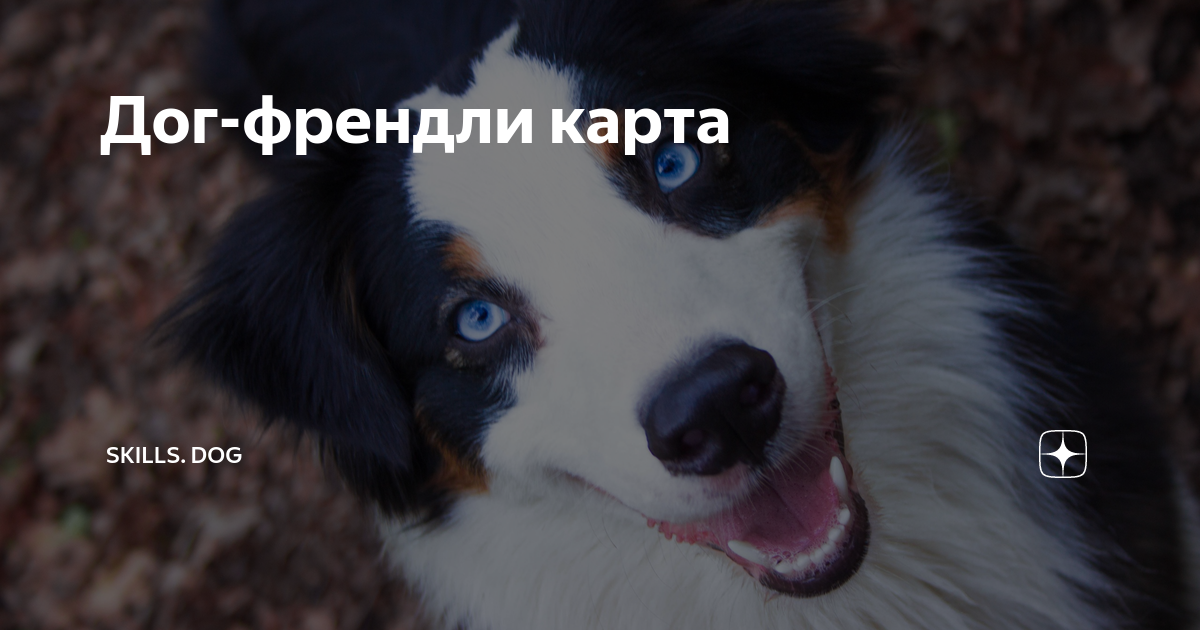 Дог френдли ресторан. Дог френдли казань. Dog friendly наклейка. Сайт dog-friendly казань. Собака в ресторане.