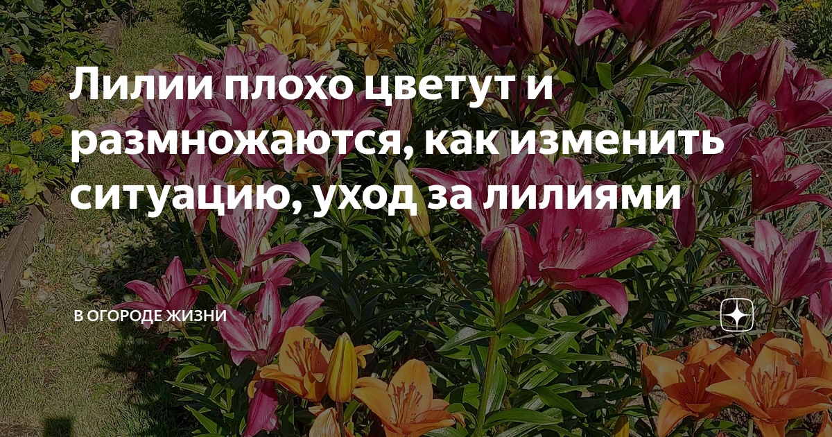 Лилия Захаркина. Альвеолярная саркома мягких тканей 4 стадии. «Меня считают онкосимулянткой»