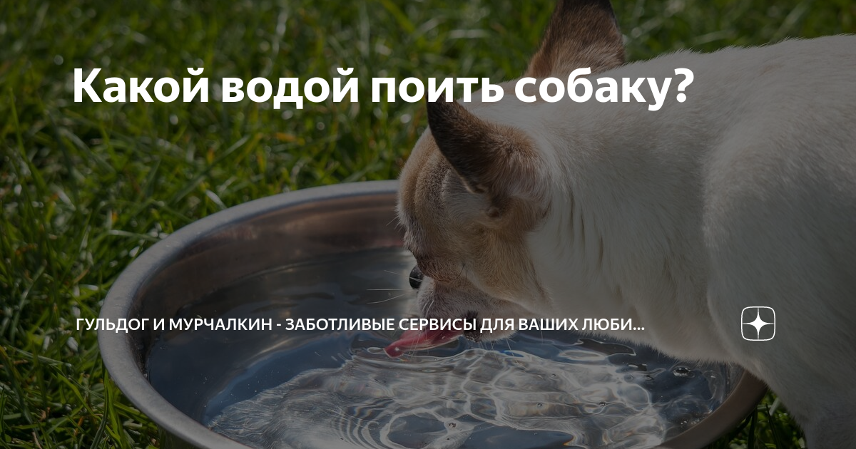 Собака пьет мало воды. Дикие животные пьющие воду. Сон поить собаку. Животных не поить. Как поить собаку