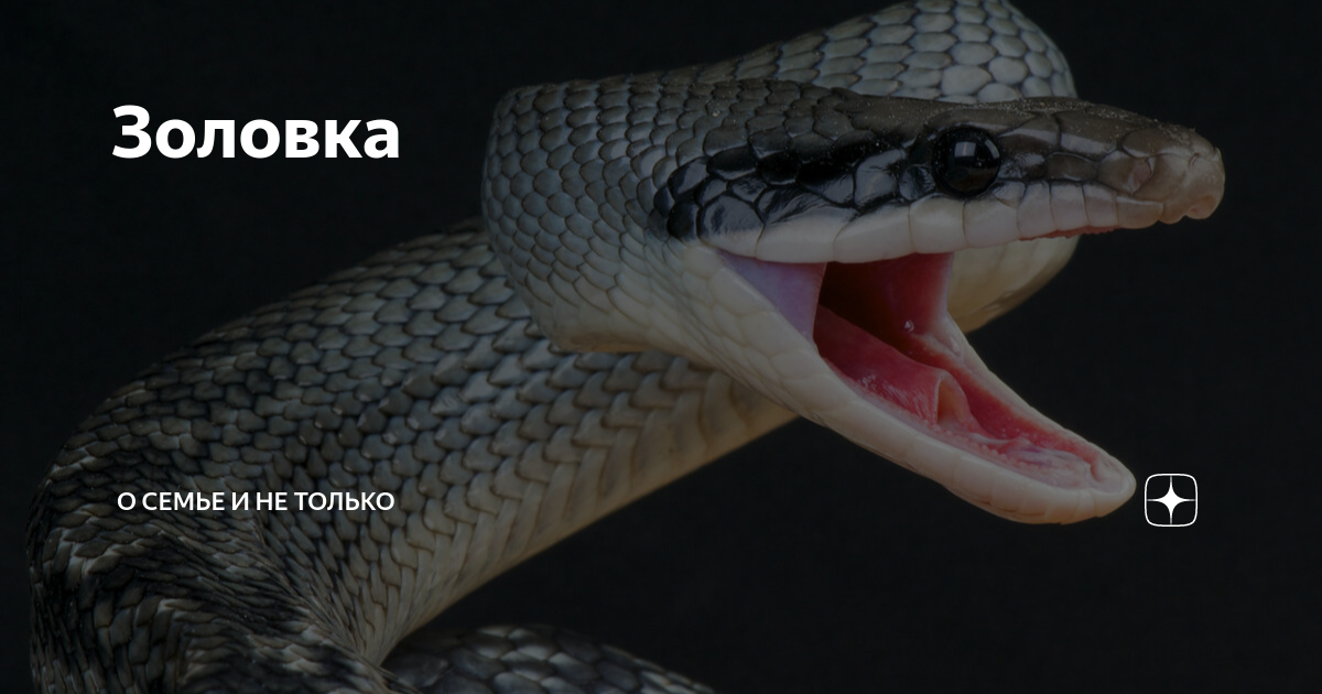 Золовка | О семье и не только | Дзен