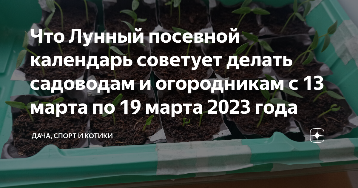 Дни посадки томатов в марте. Помидоры сажать на рассаду в 2023. Когда сажать помидоры на рассаду в марте по лунному календарю. Лунный календарь на март посевной для рассады томатов. Сегодня можно сеять помидоры.