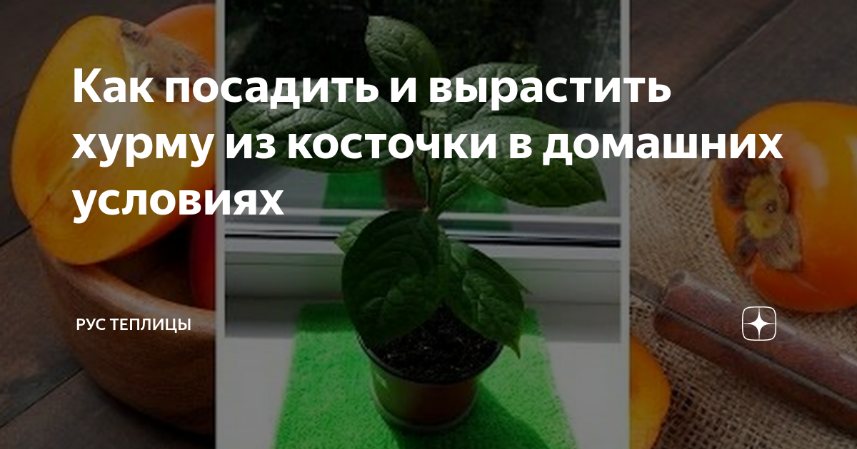 Как посадить и вырастить хурму из косточки в домашних условиях ради получения вкусных плодов