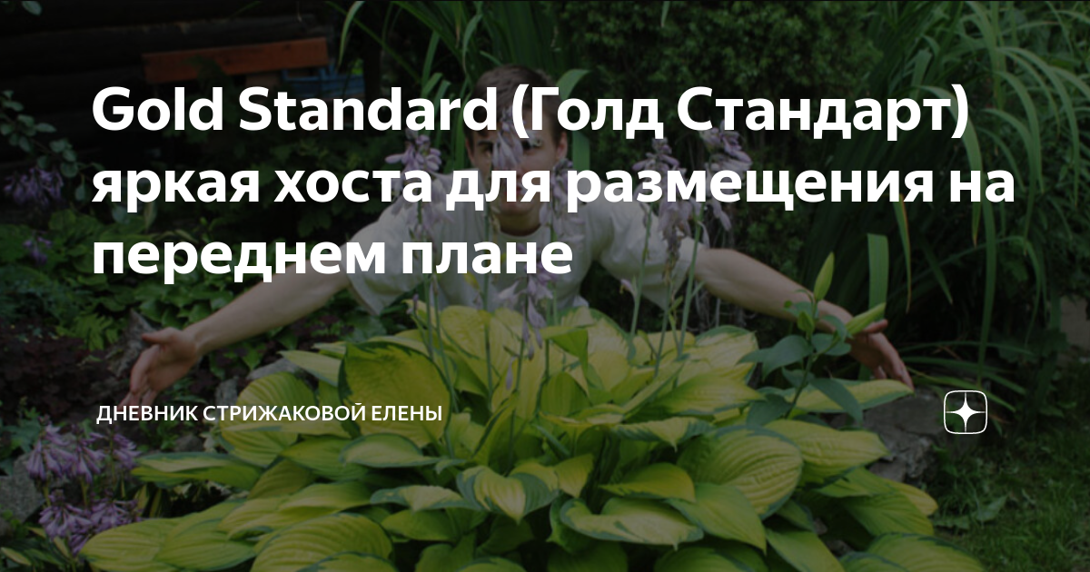 Gold Standard (Голд Стандарт) яркая хоста для размещения на переднем ...