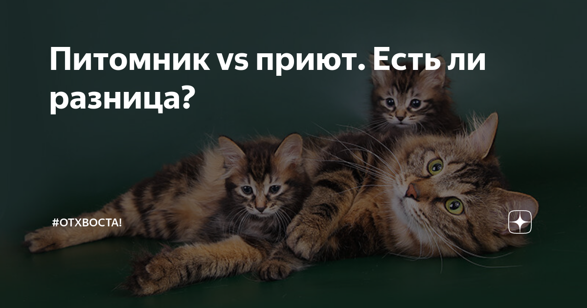 Питомник vs приют. Есть ли разница? | #ОтХвоста! | Дзен