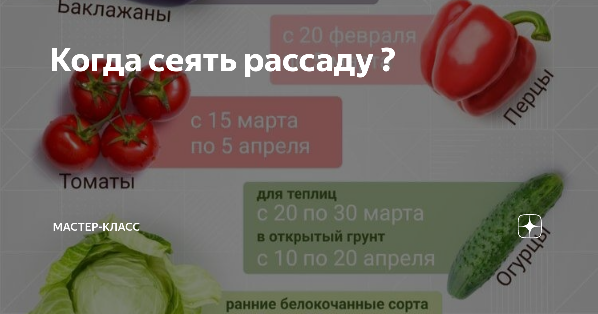 Когда сеять перец и баклажаны семена конопли в кулинарии