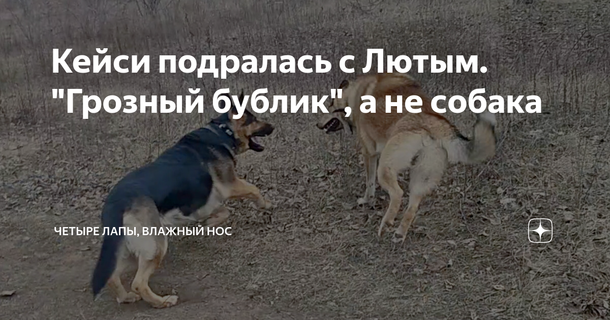 Канал четыре лапы влажный нос. Ты туть. Канал четыре лапы влажный нос. Мокрый нос франшиза. Магазин мокрый нос.