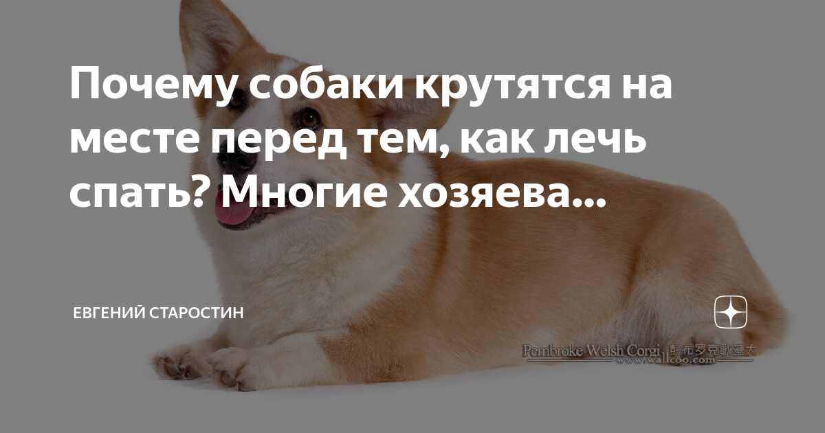 Собака нагибает голову. Почему собаки крутят головой. Французский бульдог морда. Собака пригибает голову. Немецкая овчарка gif.