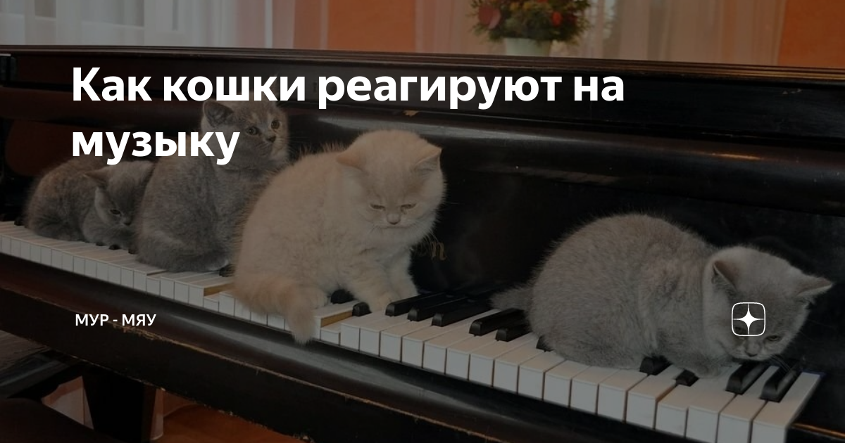 Как кошки реагируют на музыку | Мур - Мяу | Дзен